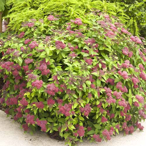 Pepelnato siva medvejka Dart's Red, C3 slika 1 članek 7729