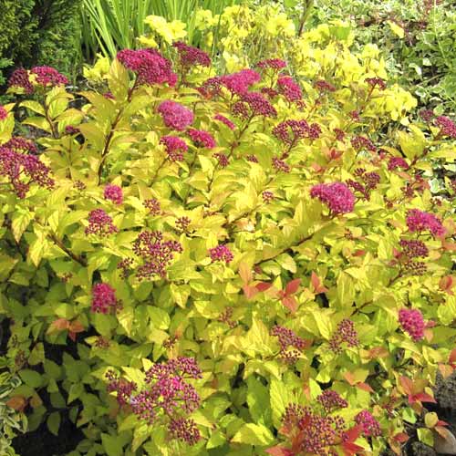 Pepelnato siva medvejka Golden Princess, C3 slika 1 članek 7730