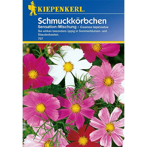 Pernatolistna kozmeja Sensation, večbarvna mešanica slika 1 članek 77400