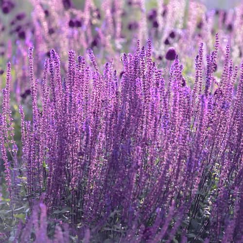 Perovskia atriplicifolia Little Spire, С2 slika 1 članek 7794