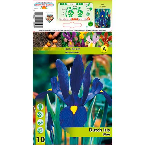 Perunika nizozemska Blue slika 1 članek 76227