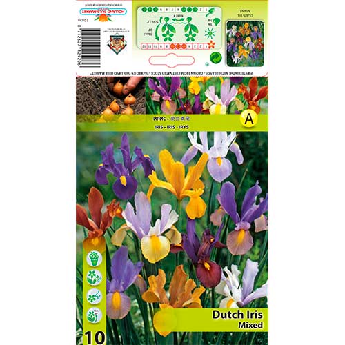 Perunika nizozemska večbarvni mix slika 1 članek 76229