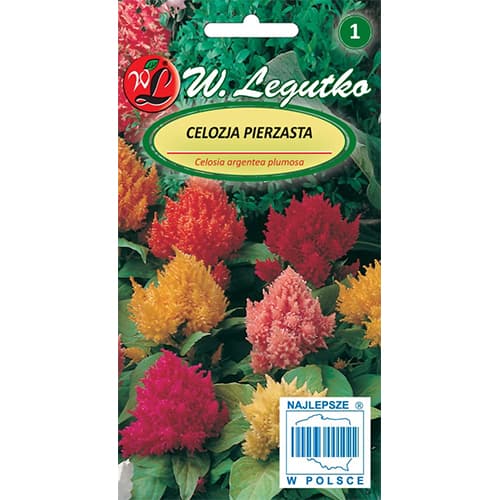 Petelinov greben (Celosia), večbarvna mešanica slika 1 članek 78535