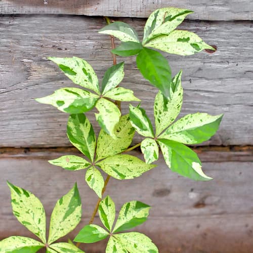 Peterolistna vinika Star Showers, P9 slika 1 članek 5866