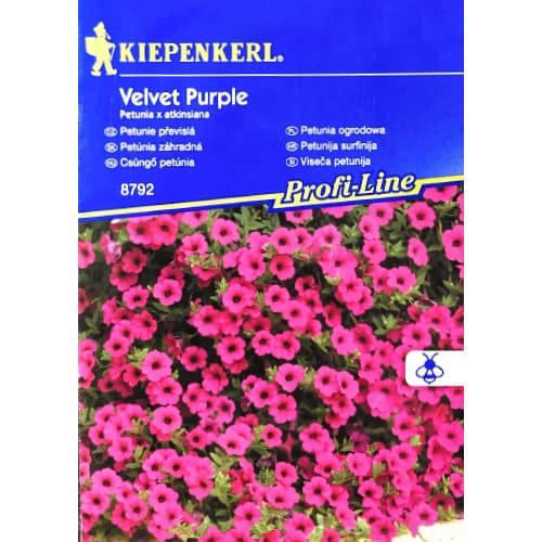 Petunija Velvet Purple F1 slika 1 članek 50061