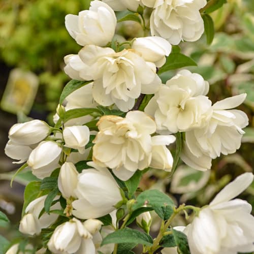 Philadelphus Snowbelle, С2 slika 1 članek 7795