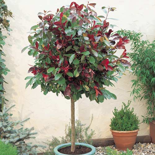 Photinia Little Red Robin, C3 slika 1 članek 7725