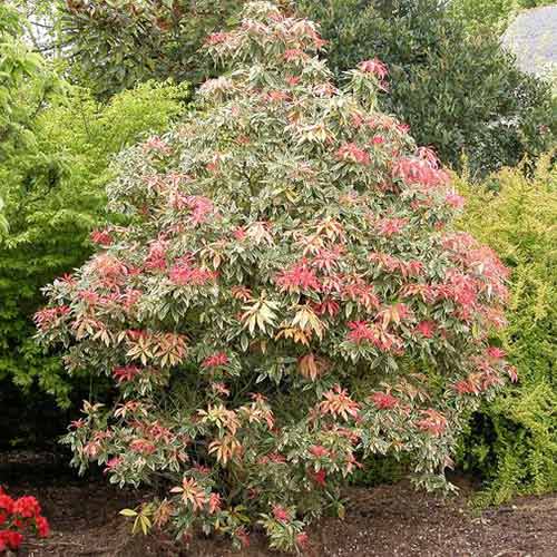 Pieris Flaming Silver slika 1 članek 77808