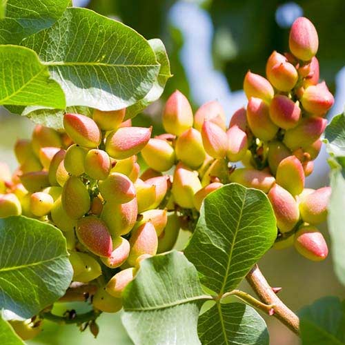 Pistacija Pontekes, С2 slika 1 članek 6942