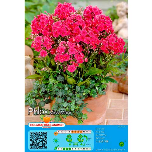 Plamenka Miss mary slika 1 članek 76490