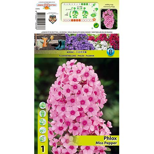 Plamenka Miss Pepper slika 1 članek 70446