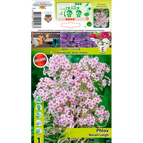 Plamenka Nora Leigh slika 1 članek 70447