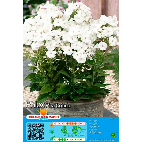 Plamenka Pina Colada slika 1 članek 76492