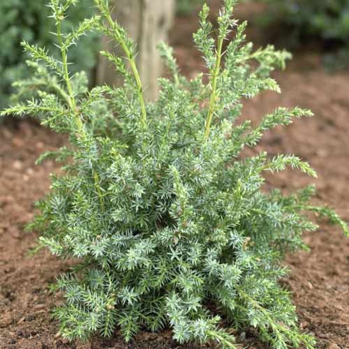 Plazeči brin Blue Alps, C2 slika 1 članek 7745