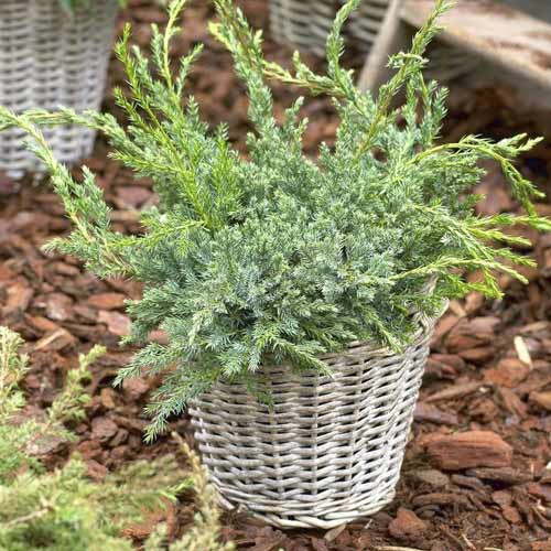 Plazeči brin Blue Carpet, C2 slika 1 članek 7743