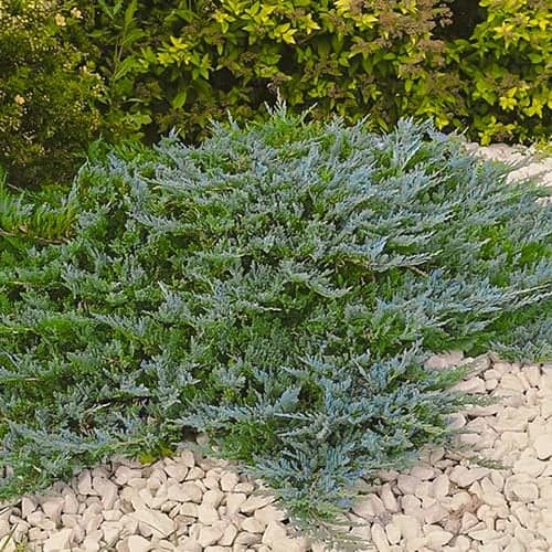 Plazeči brin Blue Chip, Р9 slika 1 članek 9434