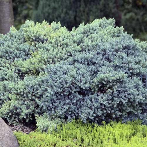 Plazeči brin Blue Star, C2 slika 1 članek 7744