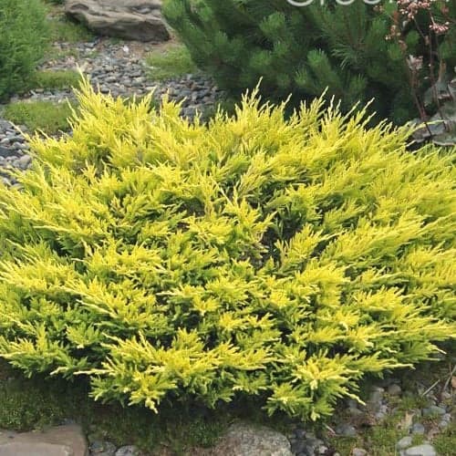 Plazeči brin Limeglow slika 1 članek 9458