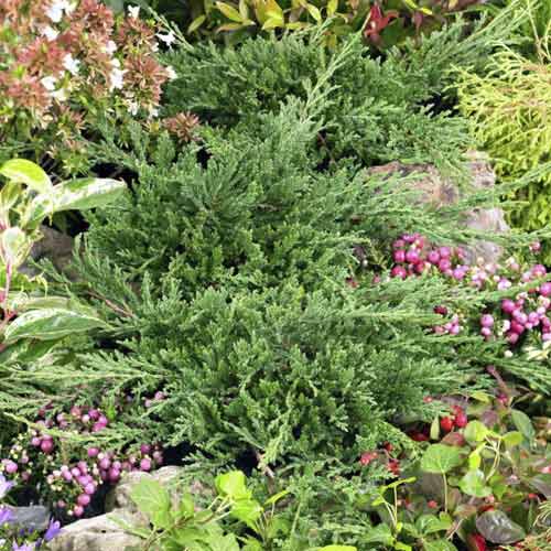 Plazeči brin Prince of Wales, С3 slika 1 članek 7738