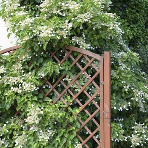 Plezalna hortenzija Mirranda, С2 slika 1 članek 8219