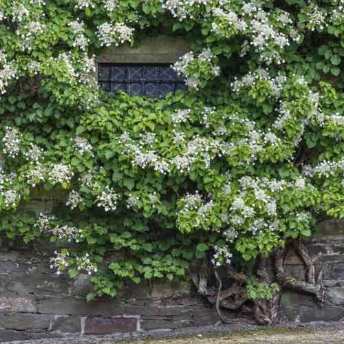 Plezalna hortenzija Take a chance ®, С2 slika 1 članek 8220