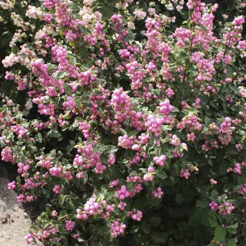 Polegli bisernik Amethyst, С2 slika 1 članek 8583