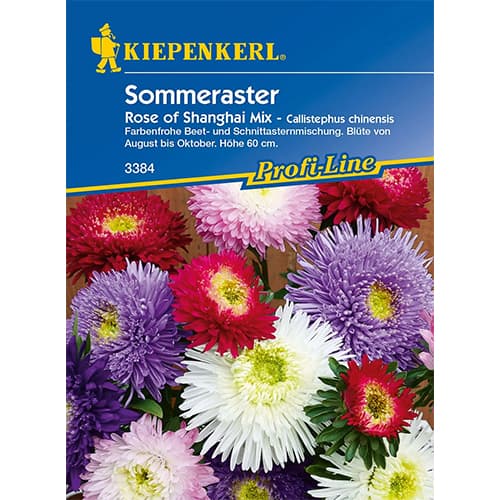 Poletna astra Rose of Shanghai slika 1 članek 86317