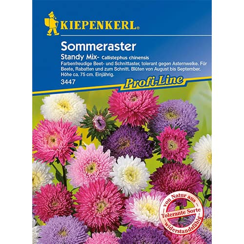 Poletna astra Standy, večbarvna mešanica slika 1 članek 96573