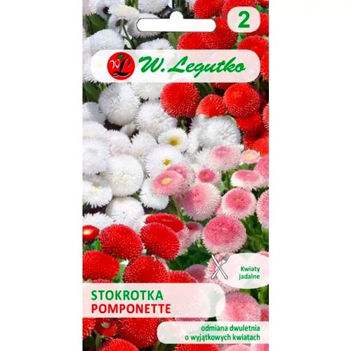 Pomponette marjetica, mix slika 1 članek 69631