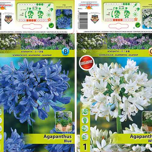 Afriška lilija, mešanica slika 1 članek 76516