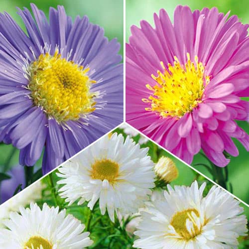 Posebna ponudba! Alpinska nebina, set 3 sort slika 1 članek 76517