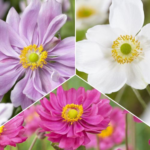 Posebna ponudba! Anemone, set 3 vrst slika 1 članek 70489