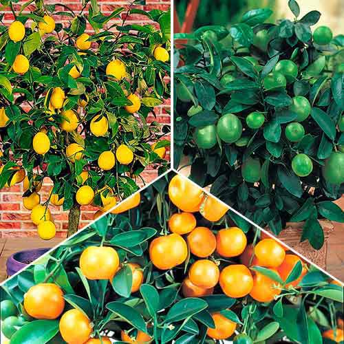 Posebna ponudba! Eksotična mešanica, set 3 vrst slika 1 članek 76660