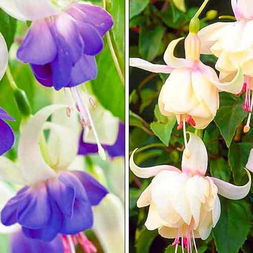 Posebna ponudba! Fuksija, set 2 vrst slika 1 članek 76708