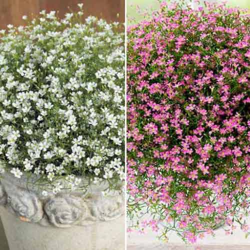 Posebna ponudba! Gypsophila paniculata, set 2 sort slika 1 članek 70494