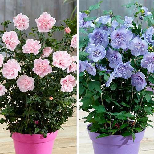 Posebna ponudba! Hibiskus, set 2 vrst slika 1 članek 76661