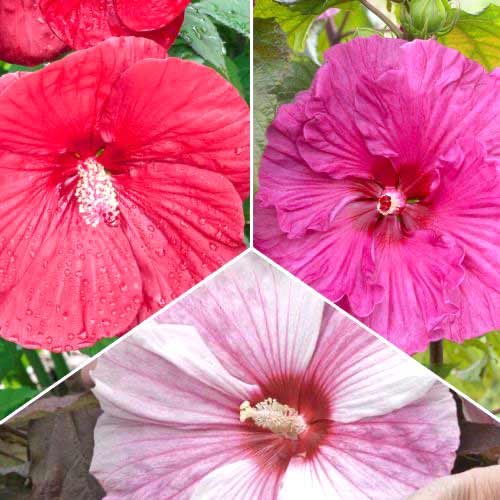 Posebna ponudba! Hibiskus, set 3 vrst slika 1 članek 70492