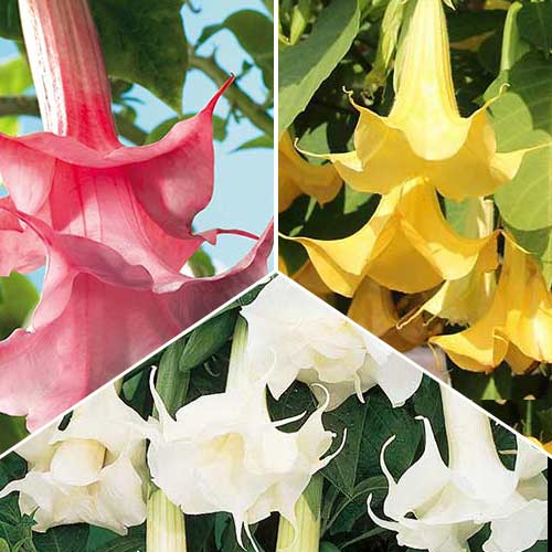 Posebna ponudba! Kristavec Angel, set 3 vrst slika 1 članek 76658