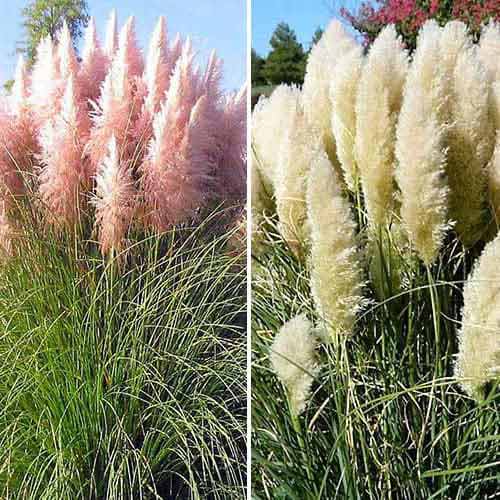 Posebna ponudba! Pampaška trava, set 2 vrst slika 1 članek 76680