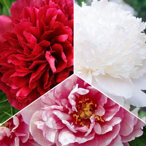 Posebna ponudba! Potonike, set 3 vrst slika 1 članek 77809