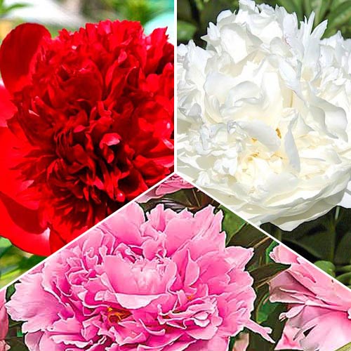 Komplet 3 vrst potonik slika 1 članek 76507