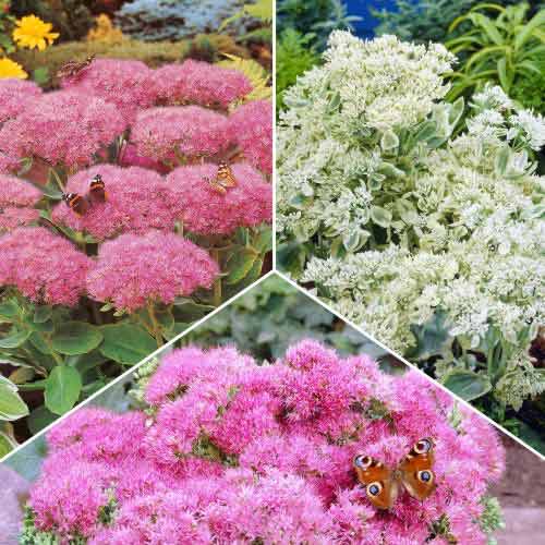 Posebna ponudba! Zednjak (Sedum), set 3 sort slika 1 članek 70491