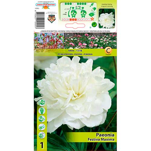 Potonika Festiva Maxima slika 1 članek 76337