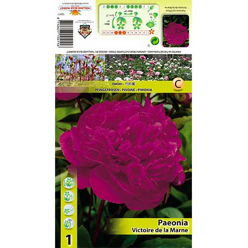 Potonika Victoire de La Marne slika 1 članek 70445