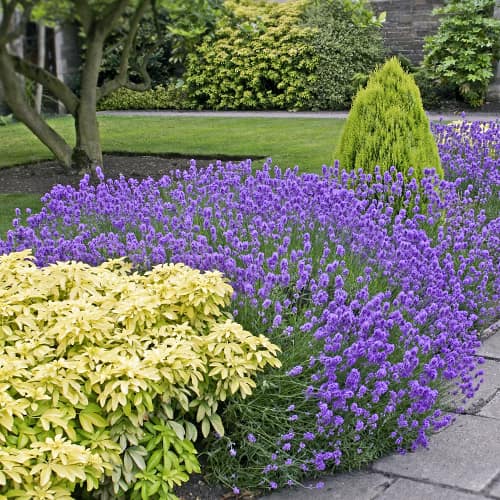 Prava sivka Dwarf Blue, P9 slika 1 članek 9069