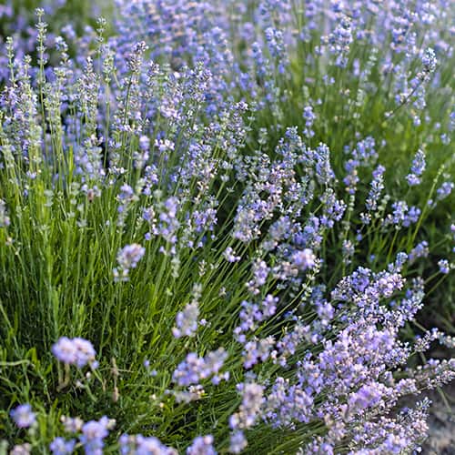 Prava sivka Granny's Bouquet, P9 slika 1 članek 1593