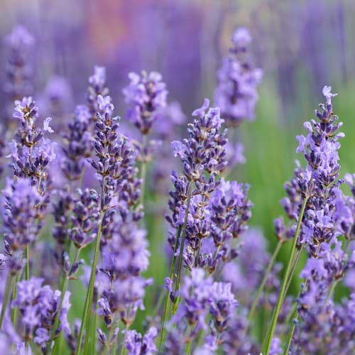 Prava sivka Sensational, P9 slika 1 članek 1597