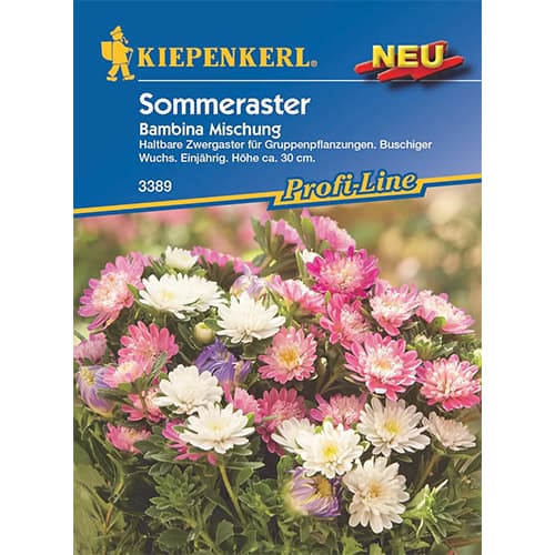 Pritlikava astra Bambina, mešanica slika 1 članek 87764