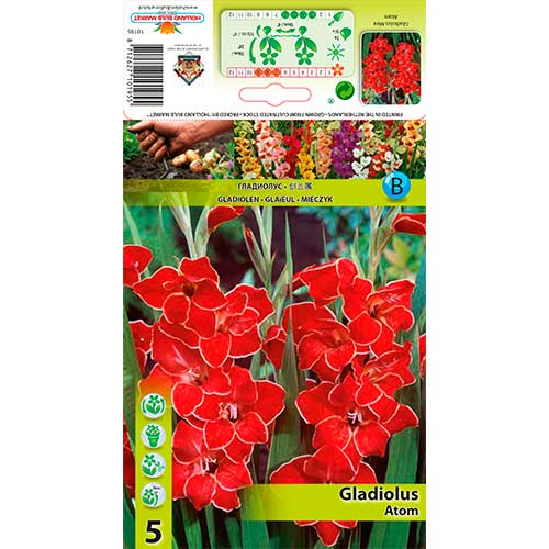 Pritlikava gladijola Atom slika 1 članek 76329
