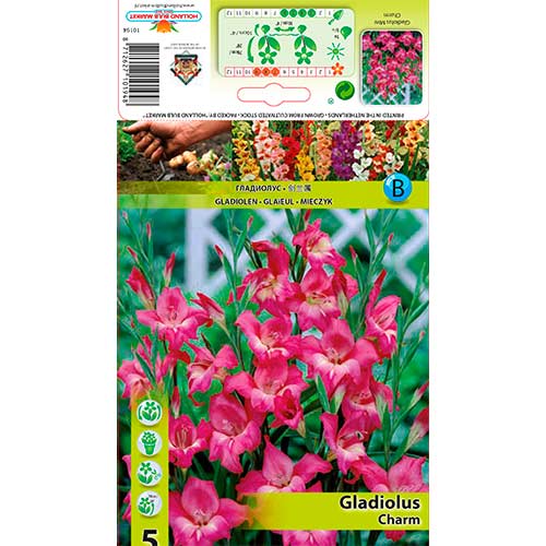 Pritlikava gladijola Charm slika 1 članek 76330